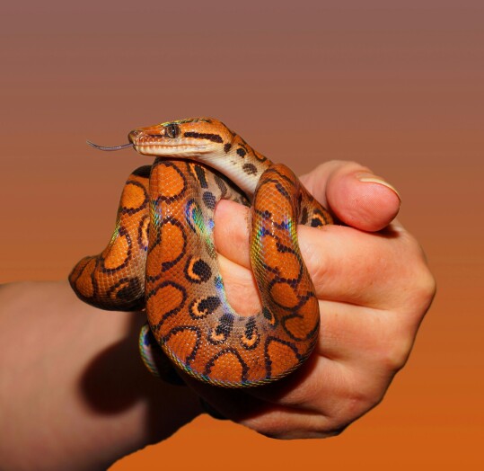Wąż oplątany wokół dłoni.